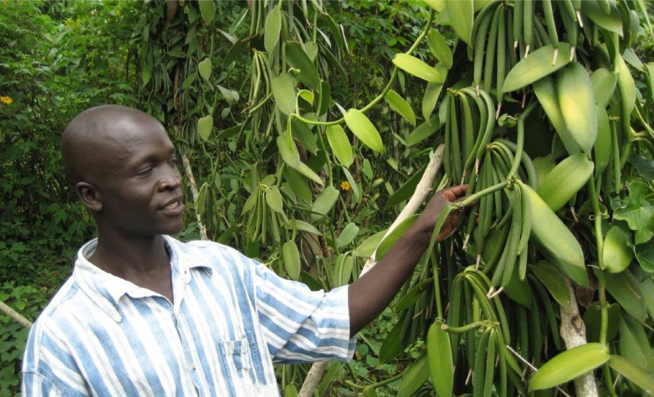 Dr Vanilla procure raw materials directly from farmers ensuring a fair share of profit goes directly to them preventing middlemen from exploiting them.