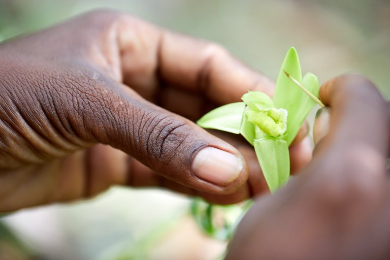 The pollination process of vanilla beans