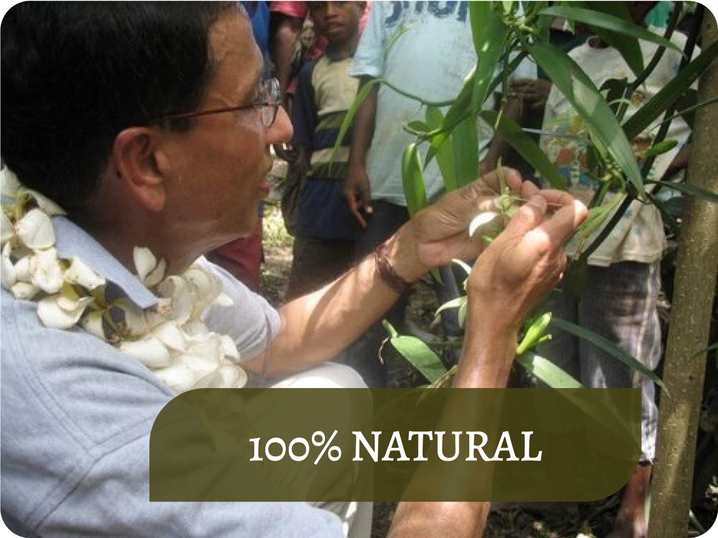Founder of Dr Vanilla Mr.Krishnabala hand pollinating the vanilla flowers